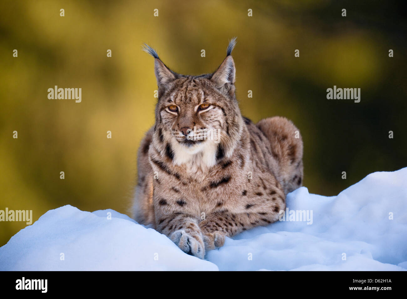 Retrato de el lince eurásico (Lynx lynx), subespecies carpathica, en la nieve. Alemania, Baviera, el Parque Nacional Bayerischer Wald. Foto de stock