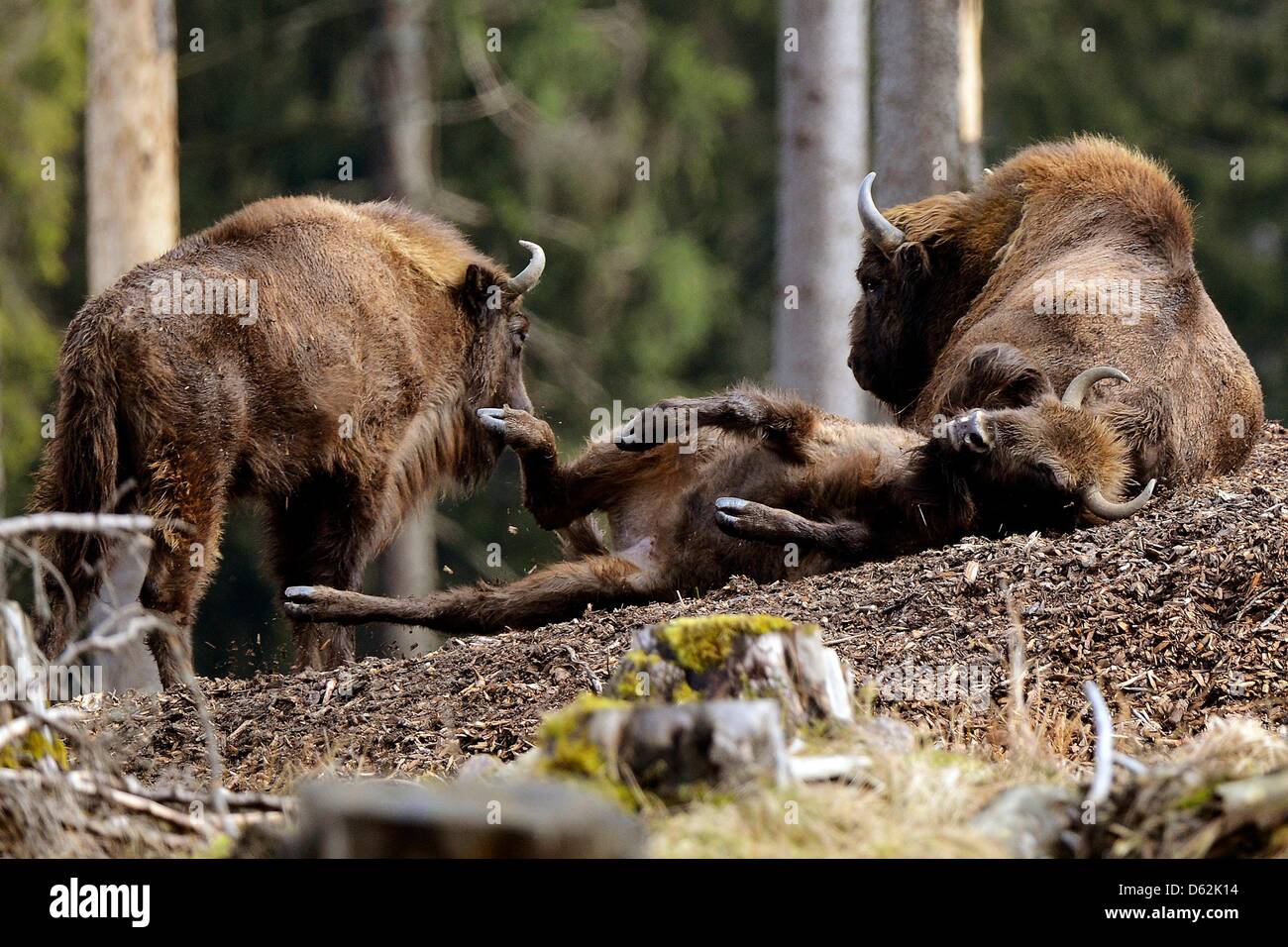 Bisonte Europeo de pie en un bosque cerca de Bad Berleburg, Alemania, el 11 de abril de 2013. Ellos son parte de un rebaño de bisontes ocho que fueron liberados en el medio silvestre. Foto: MARIUS BECKER Foto de stock