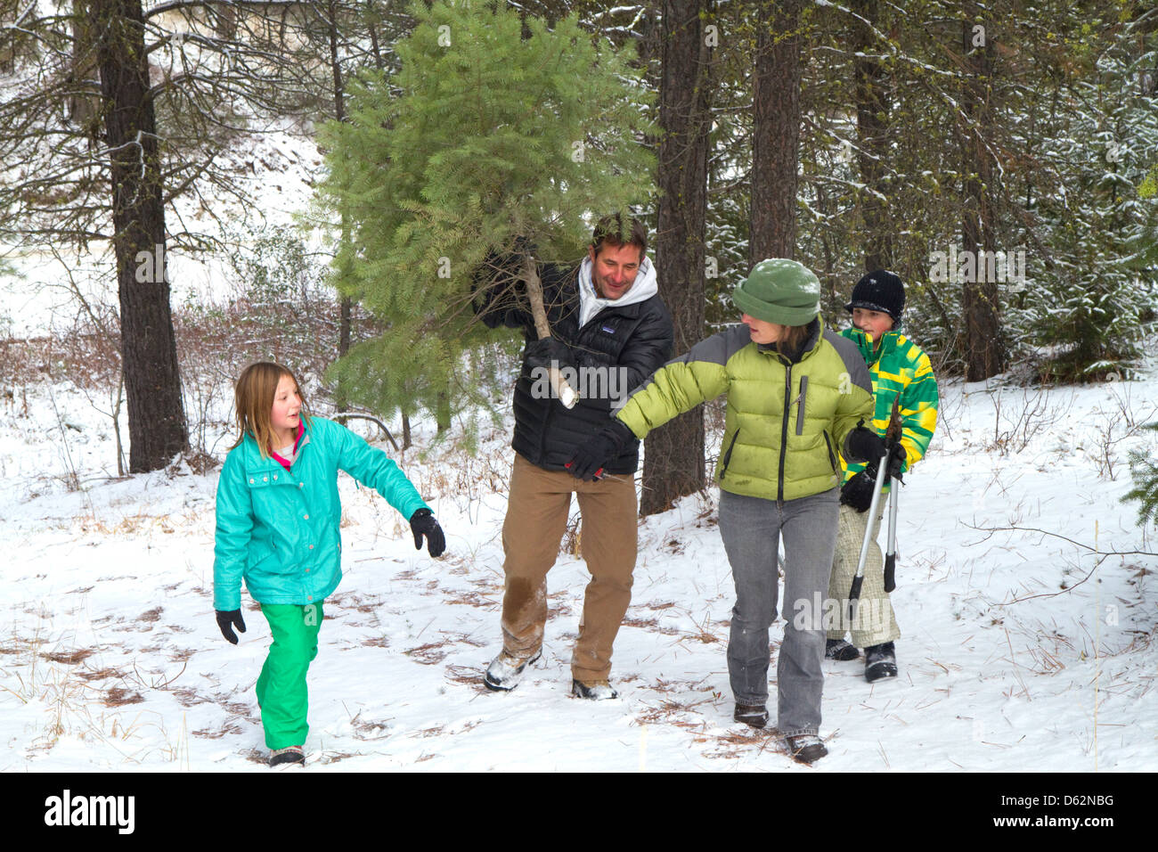 Familia cortando un árbol de Navidad en el Bosque Nacional de Boise, cerca de la ciudad de Idaho, Idaho, USA. Foto de stock
