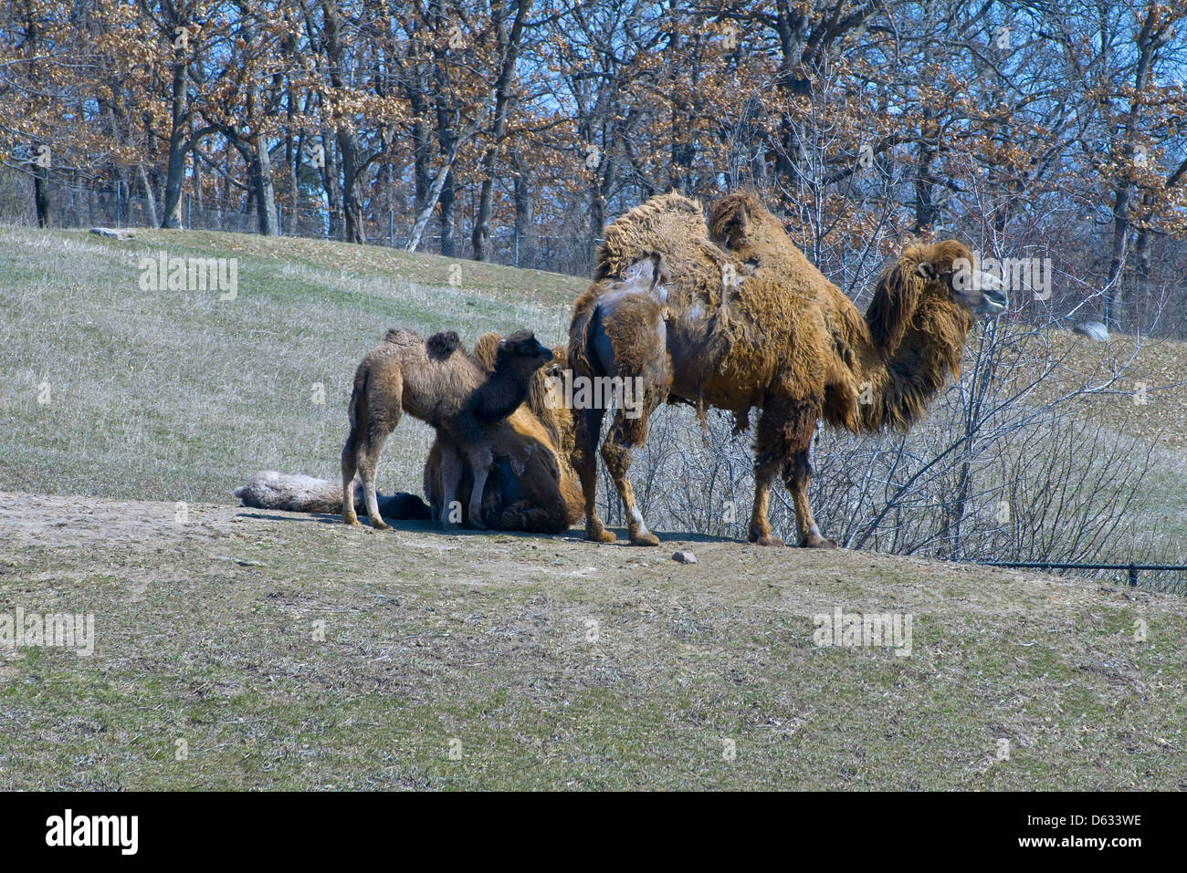Camellos bactrianos y descendencia Foto de stock