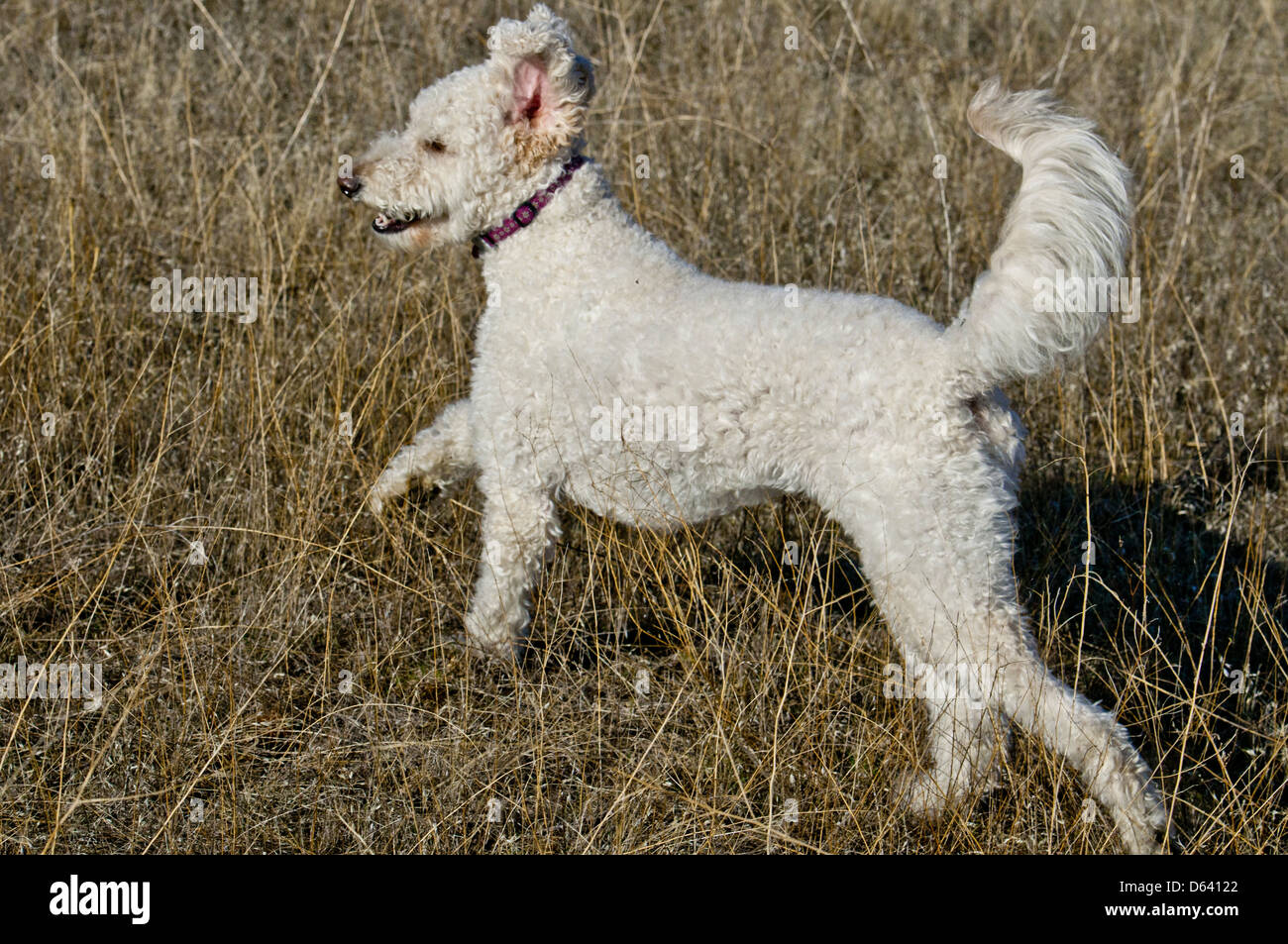 Goldendoodle (cruce entre un golden retriever y un caniche estándar) que ejecuta Foto de stock