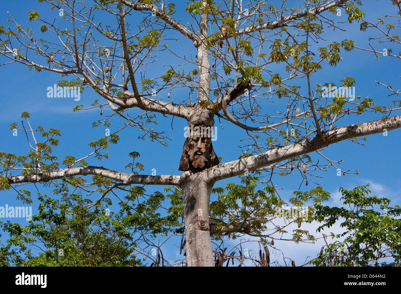 Rostro de Cristo tallado en un árbol vivo. Xcaret, Riviera Maya