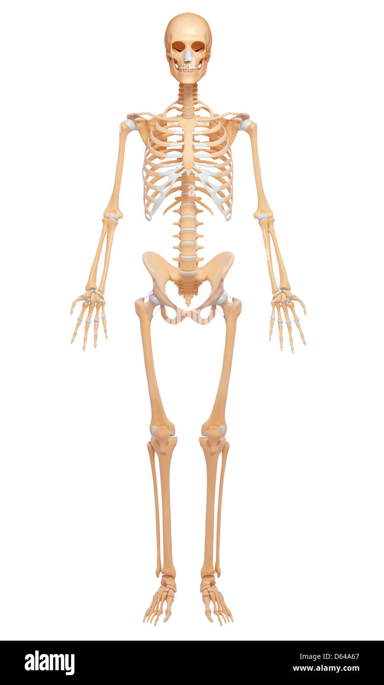 Esqueleto femenino, ilustraciones Foto de stock