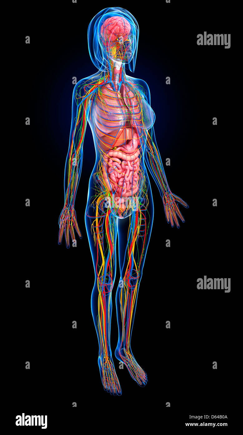 Cintura pélvica fotografías e imágenes de alta resolución - Página 13 -  Alamy