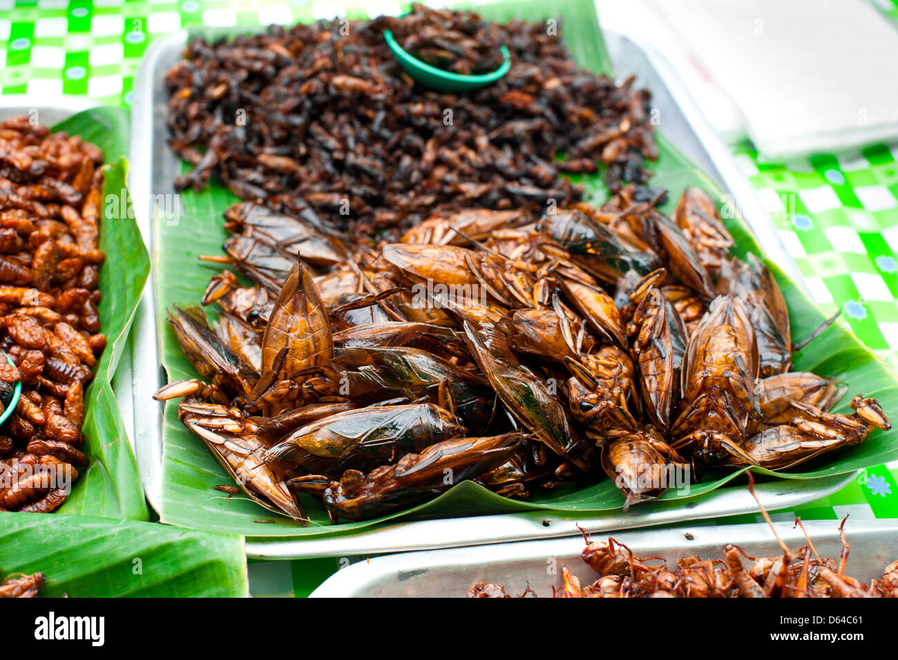 La comida tailandesa en el mercado. Insectos fritos grasshopper para snack Foto de stock