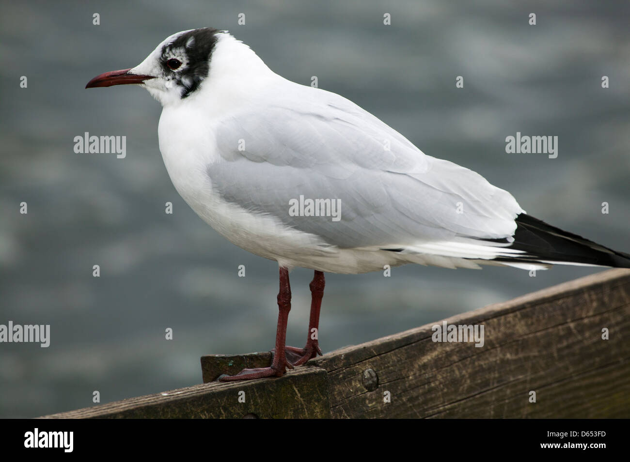 Cerca de una gaviota de cabeza negra Chroicocephalus ridibundus encaramado sobre una plancha de madera waterside valla Foto de stock