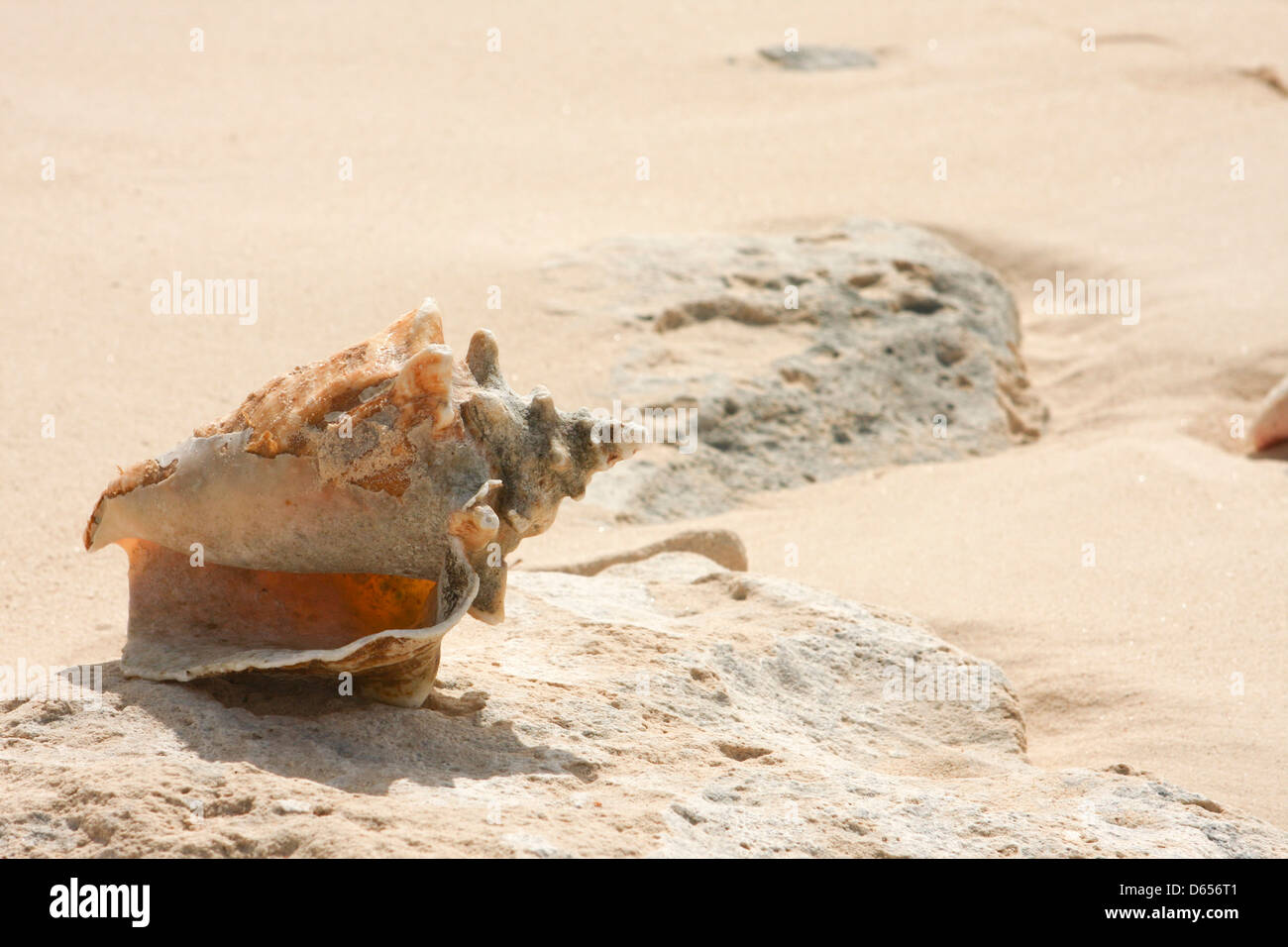 Conchas de Mar en la playa Foto de stock