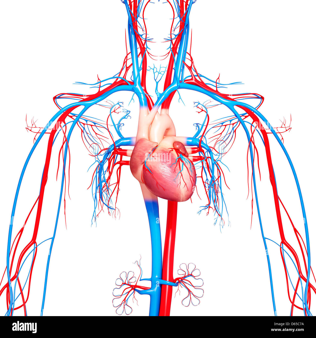 Desenhos do sistema cardiovascular braincp