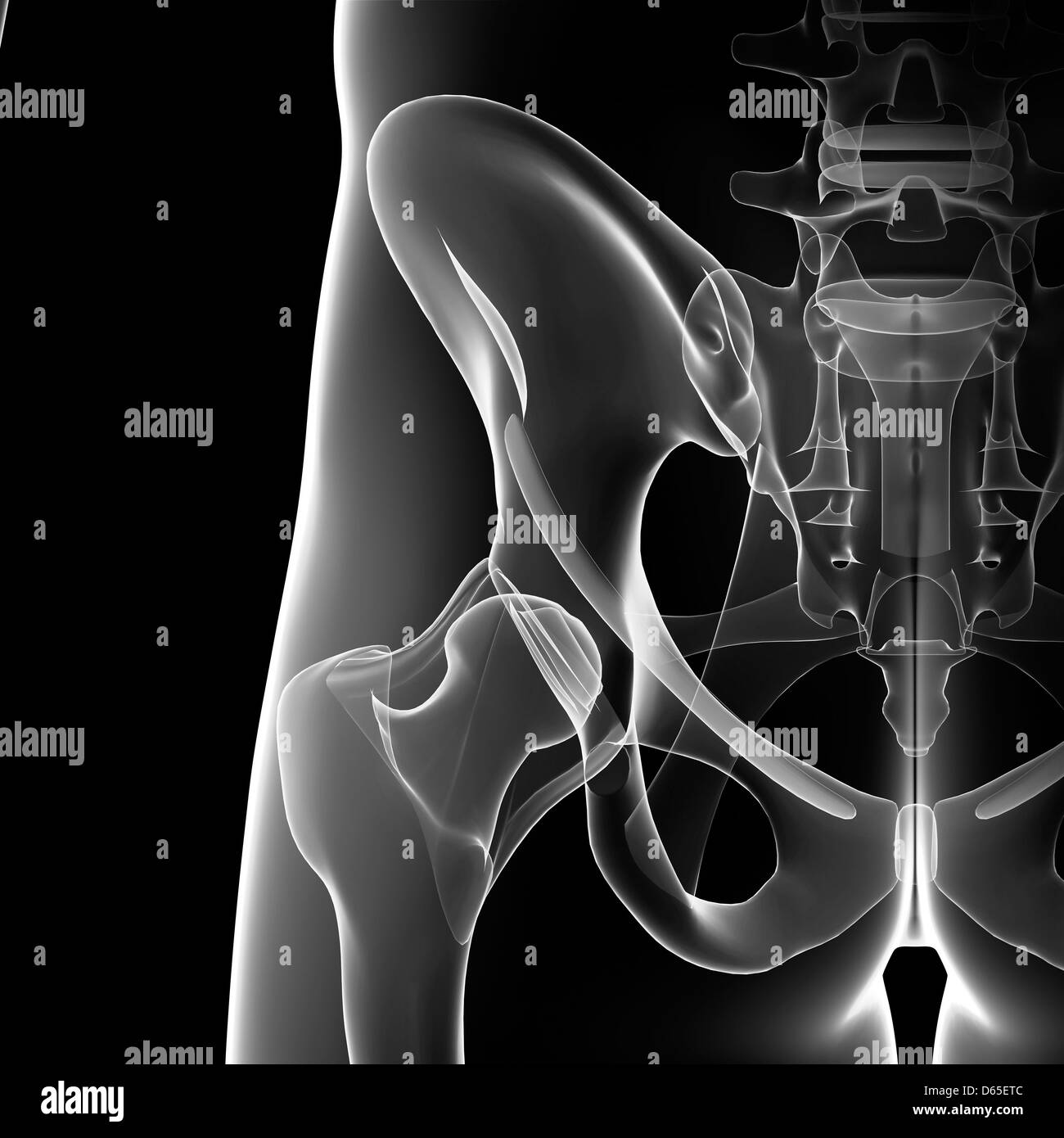 Los huesos de la pelvis masculina, ilustraciones Foto de stock