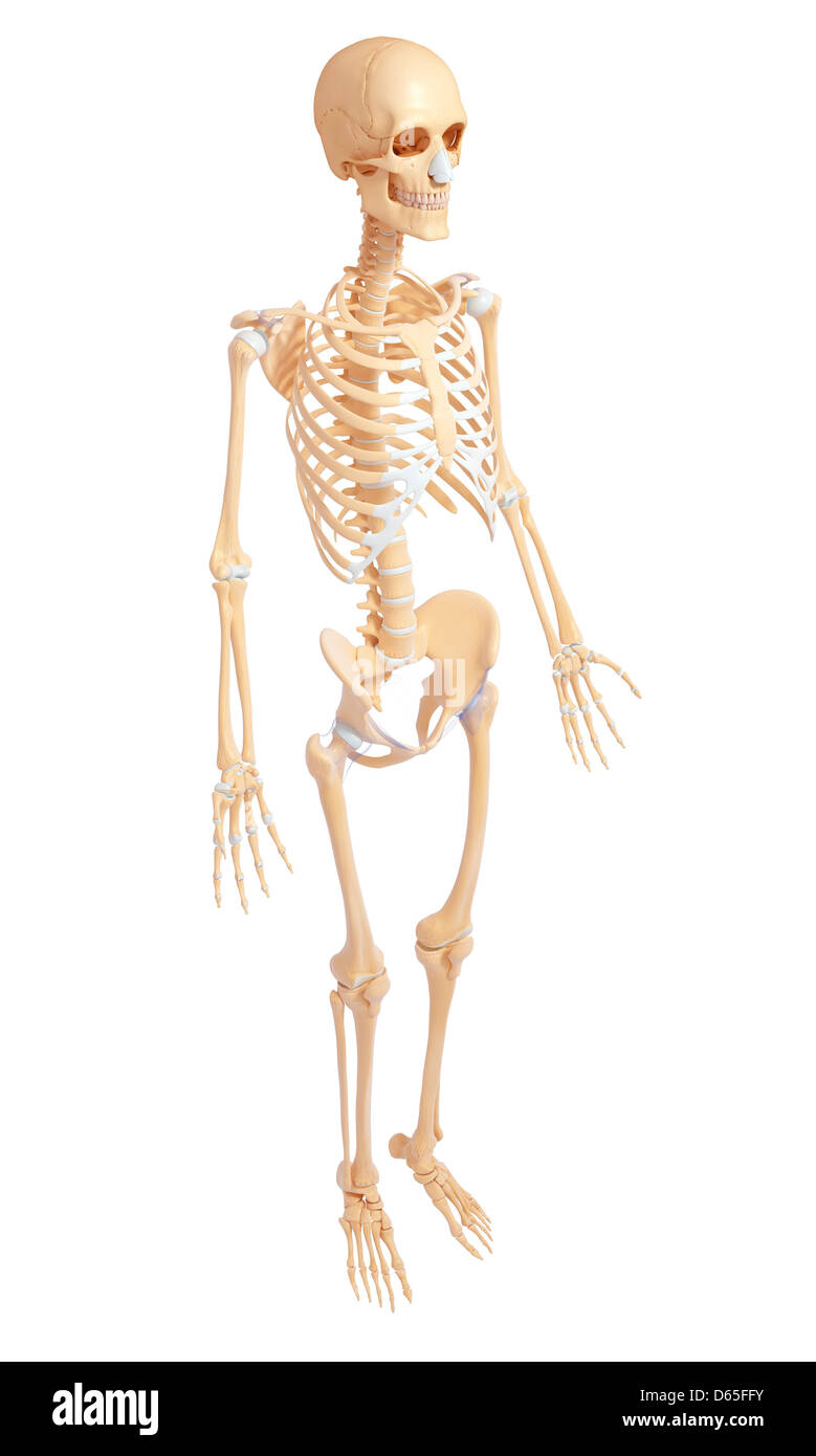 Anatomía del esqueleto humano lado Foto de stock