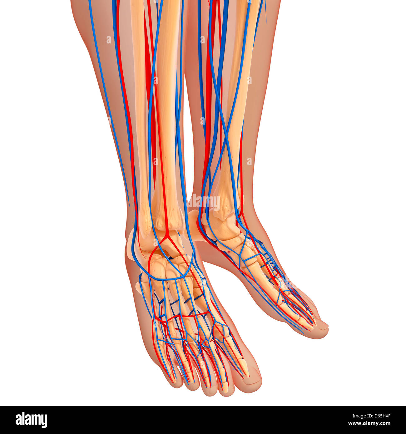 Anatomía de la parte inferior de la pierna, ilustraciones Fotografía de