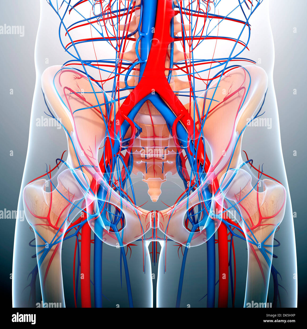 La anatomía de la pelvis, las ilustraciones Foto de stock