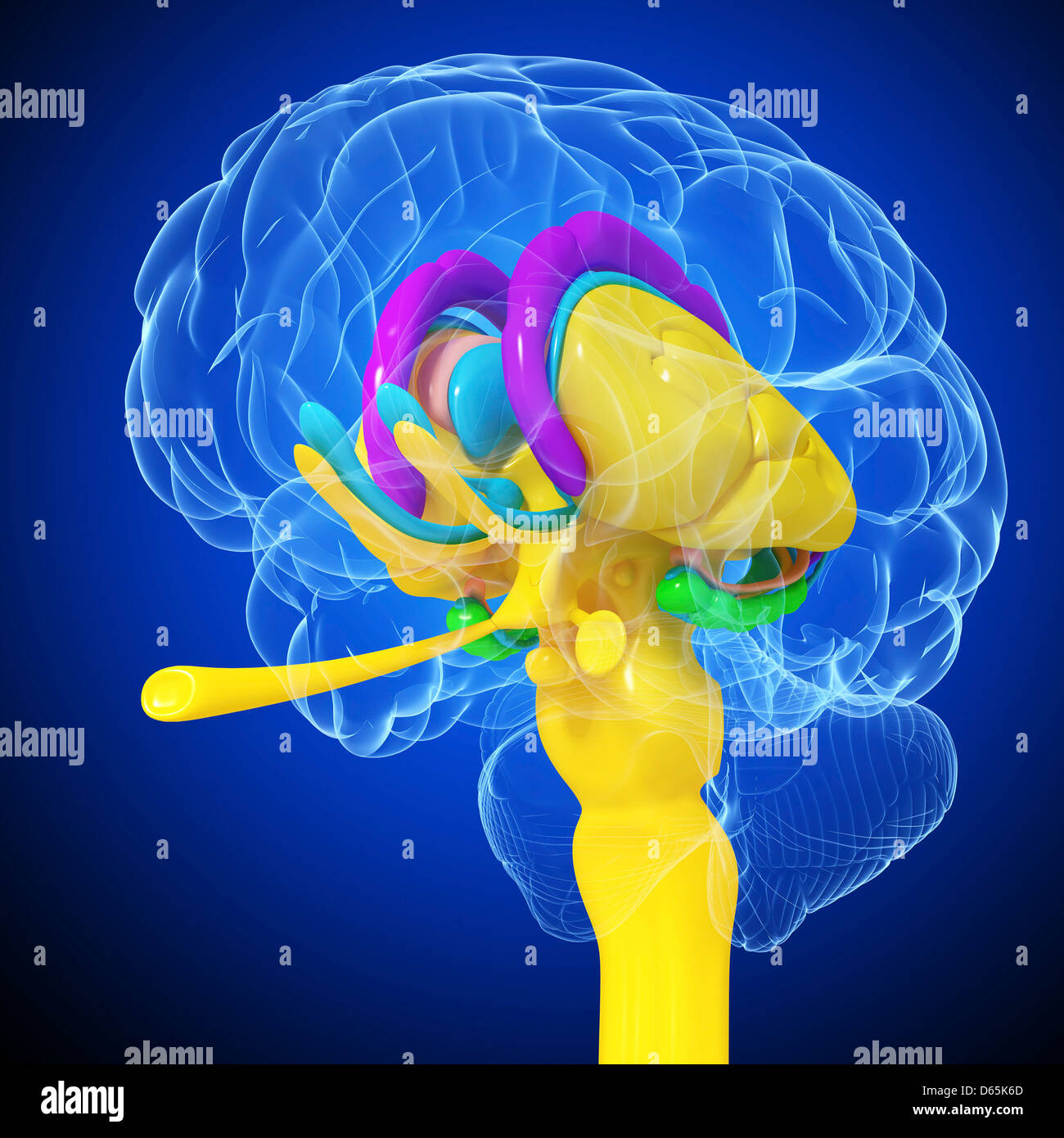 Anatomía Del Cerebro Las Ilustraciones Fotografía De Stock Alamy 2402