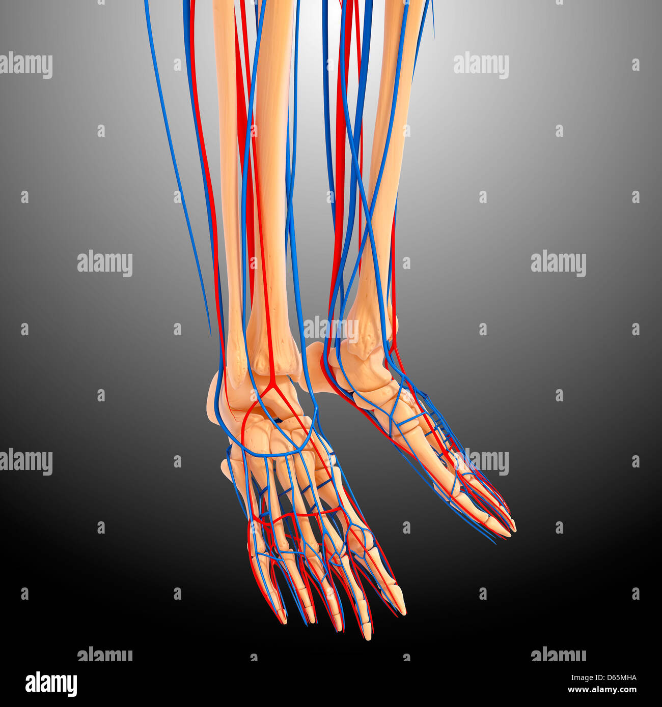 Anatomía De La Parte Inferior De La Pierna Ilustraciones Fotografía De Stock Alamy 