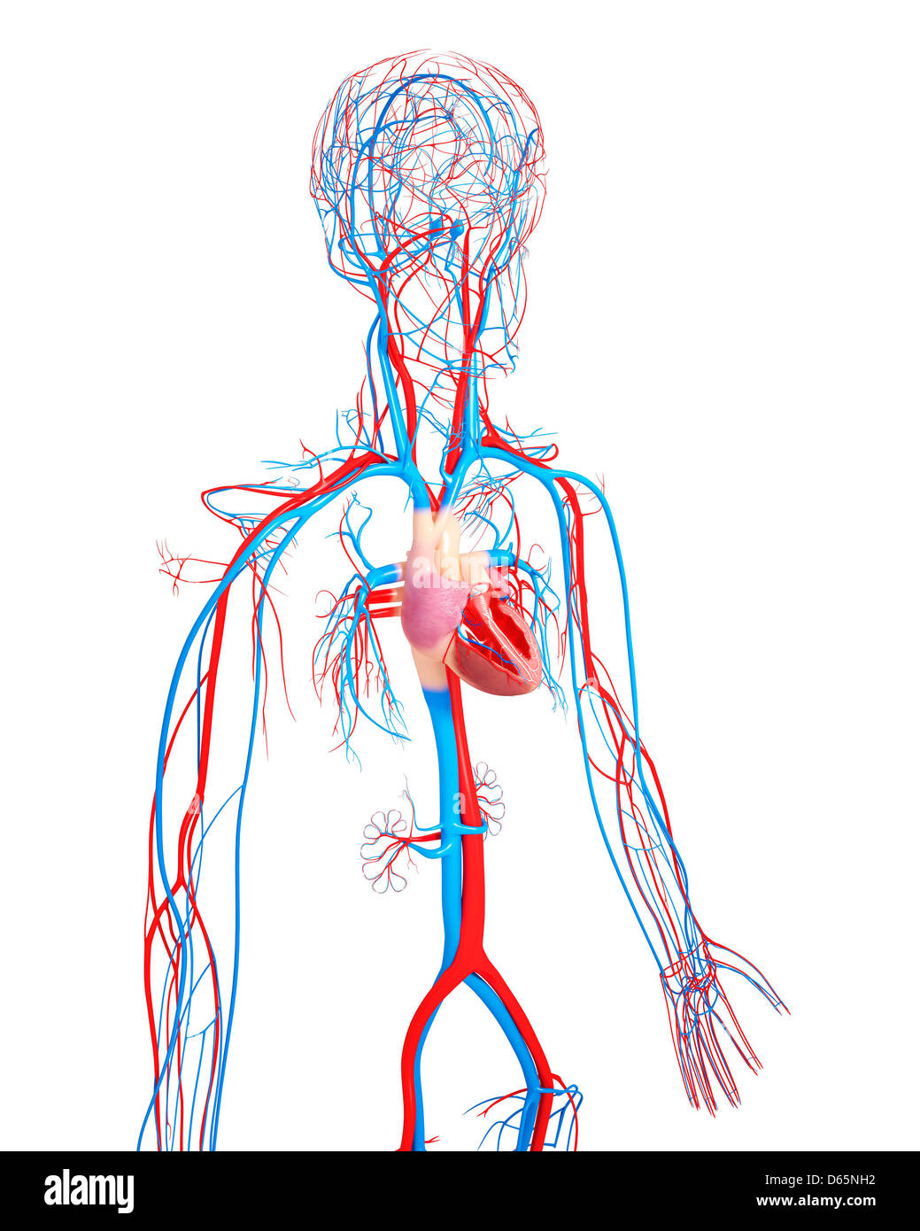 Sistema cardiovascular, ilustraciones Foto de stock