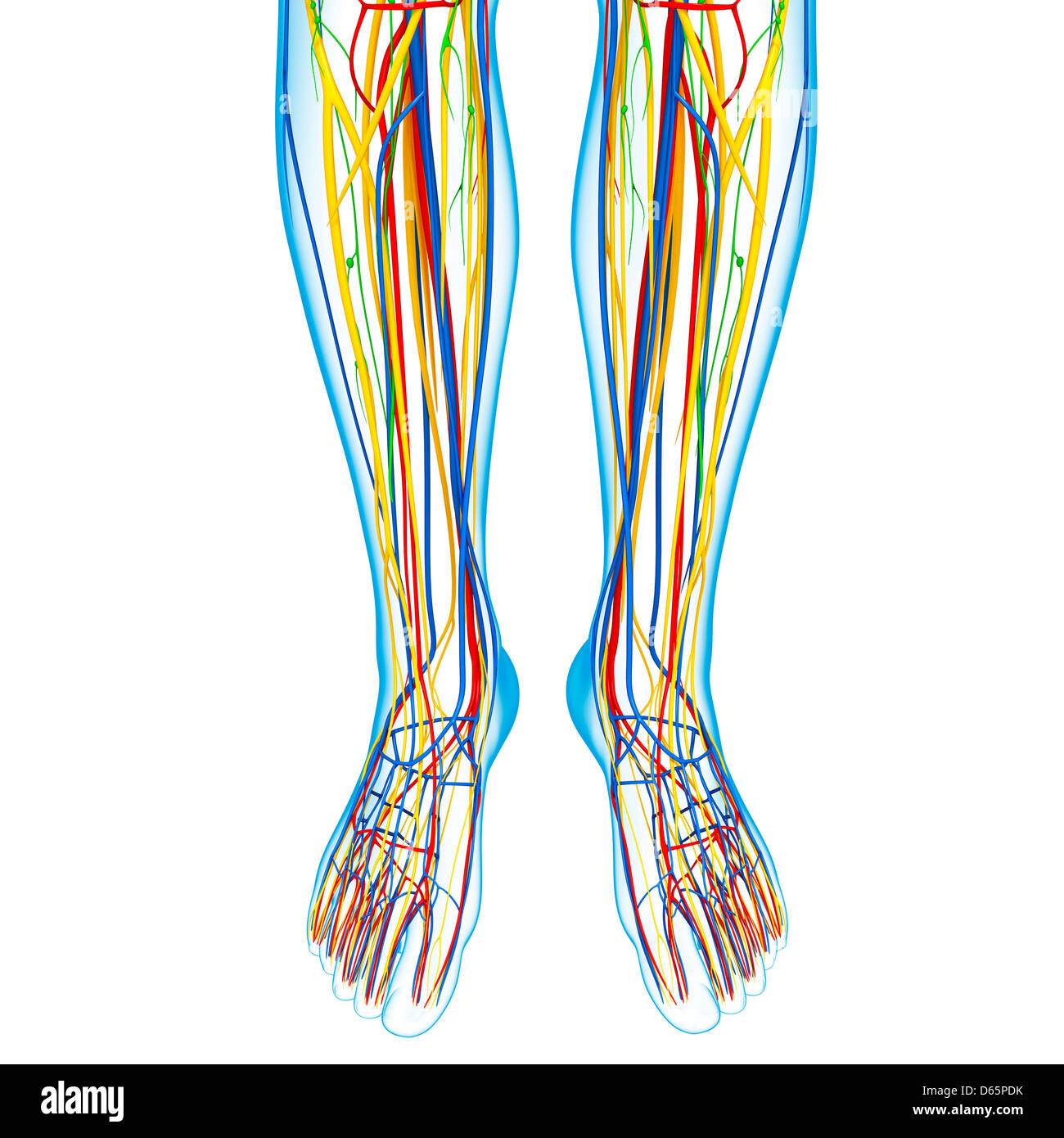Anatomía de la parte inferior de la pierna, ilustraciones Fotografía de