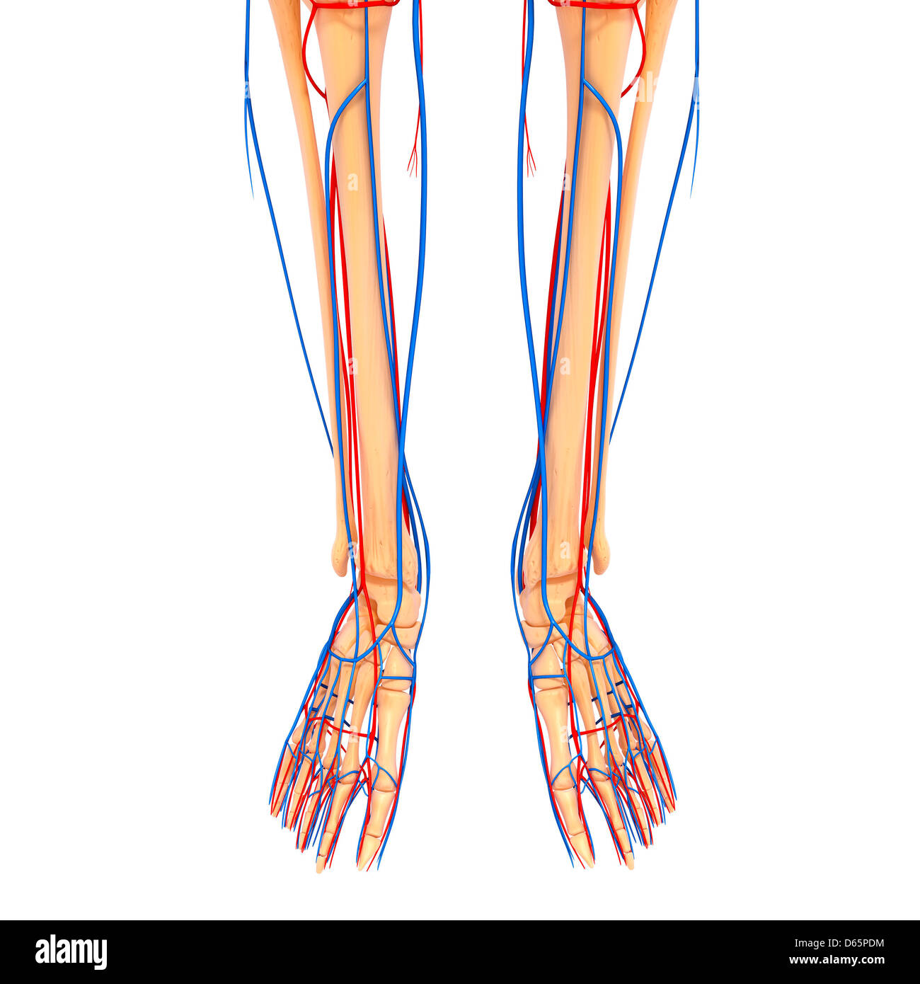 Arteria de la pierna Imágenes recortadas de stock Alamy