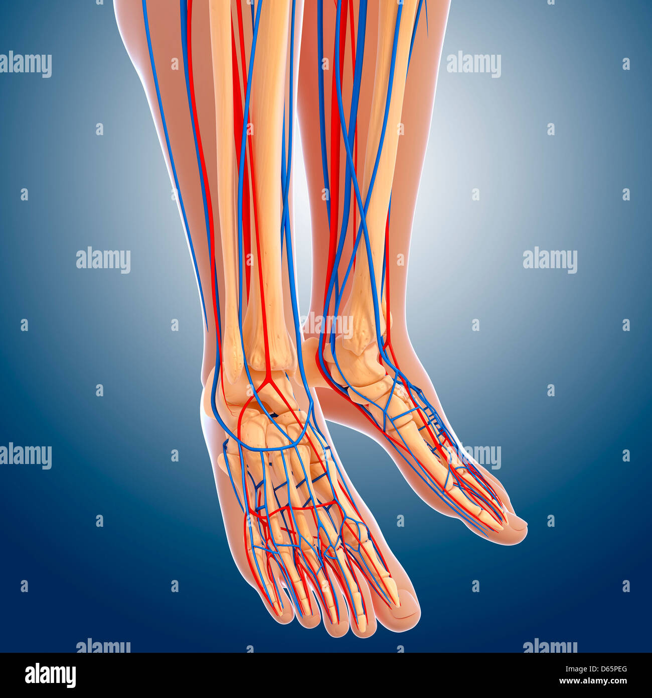 Anatomía de la parte inferior de la pierna, ilustraciones Fotografía de