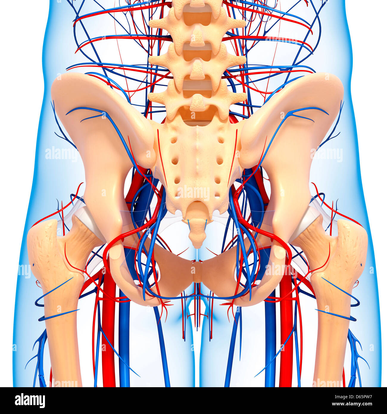 La anatomía de la pelvis, las ilustraciones Foto de stock