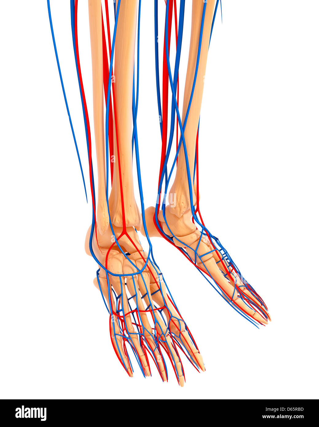 Anatomía de la parte inferior de la pierna, ilustraciones Fotografía de