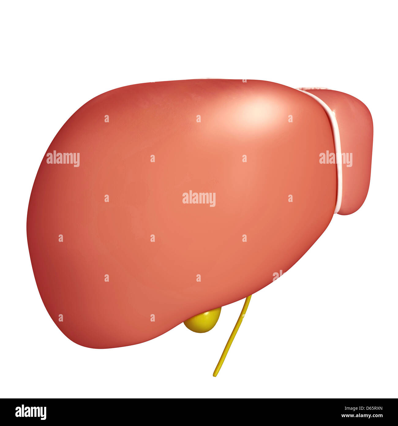 Hígado sano, ilustraciones Foto de stock