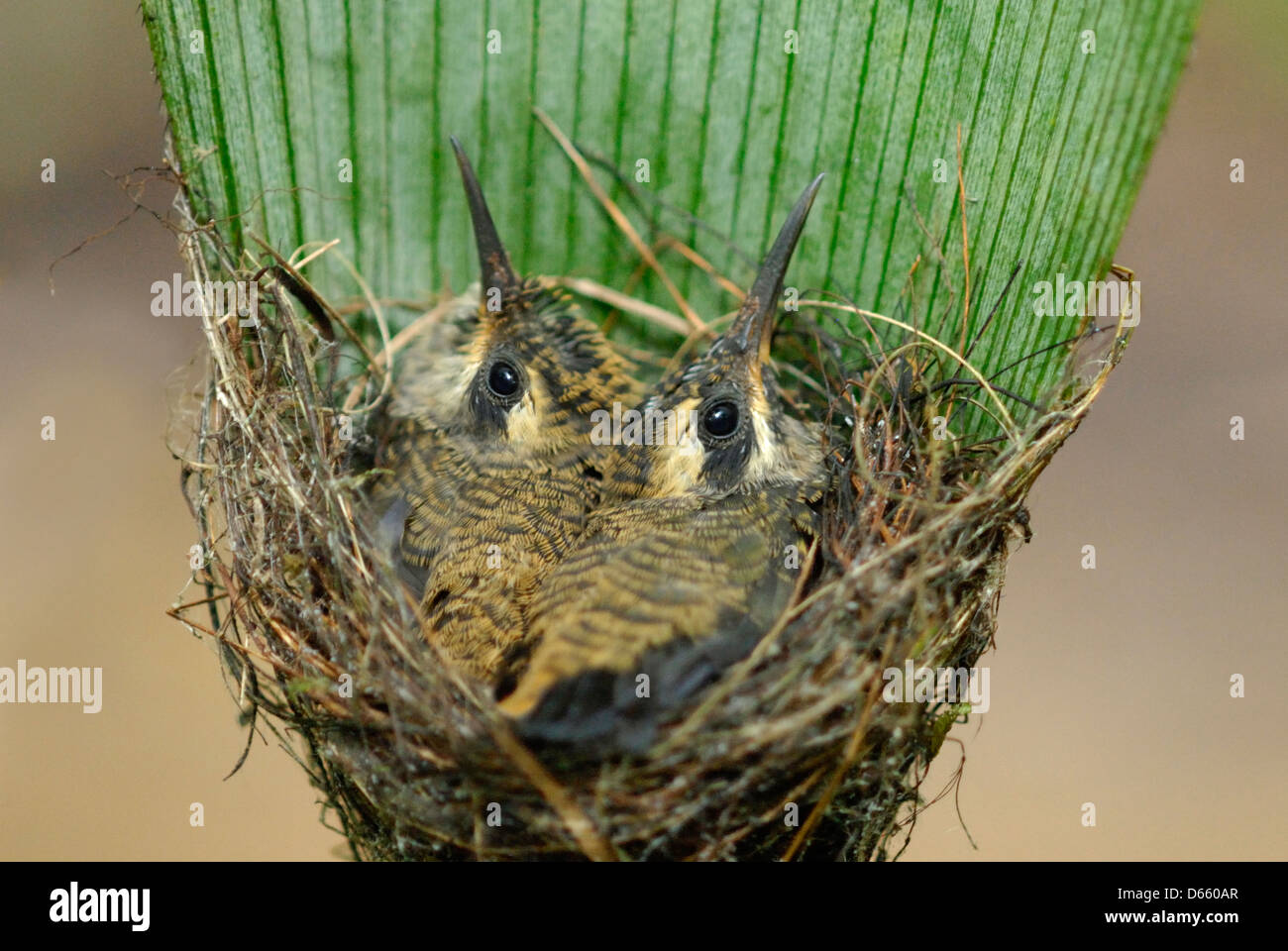 Largas colas polluelos colibríes ermitaños (Phaethornis longirostris) en el nido. Foto de stock