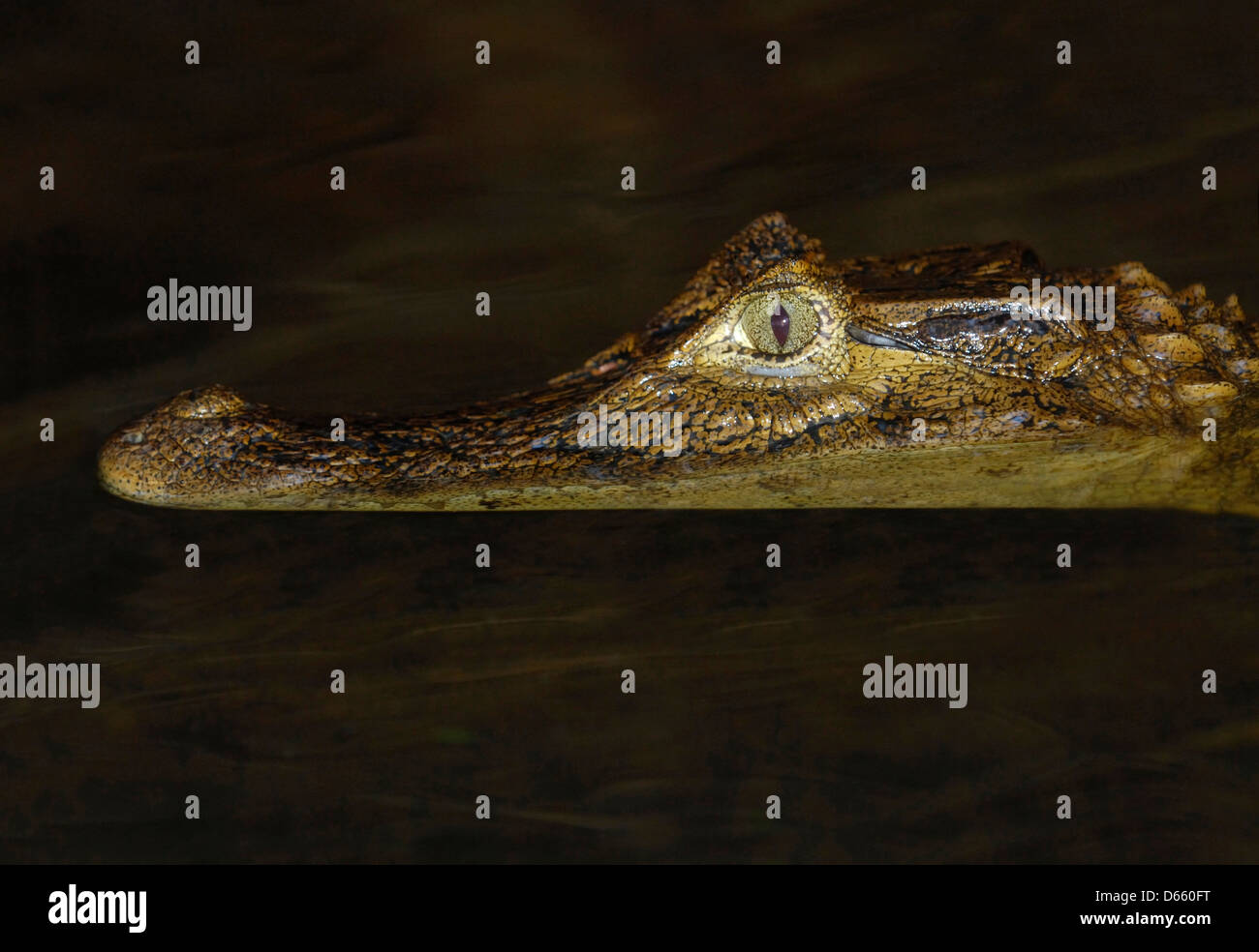 Babas (Caiman crocodilus) en el Parque Nacional de Tortuguero, Costa Rica. Foto de stock