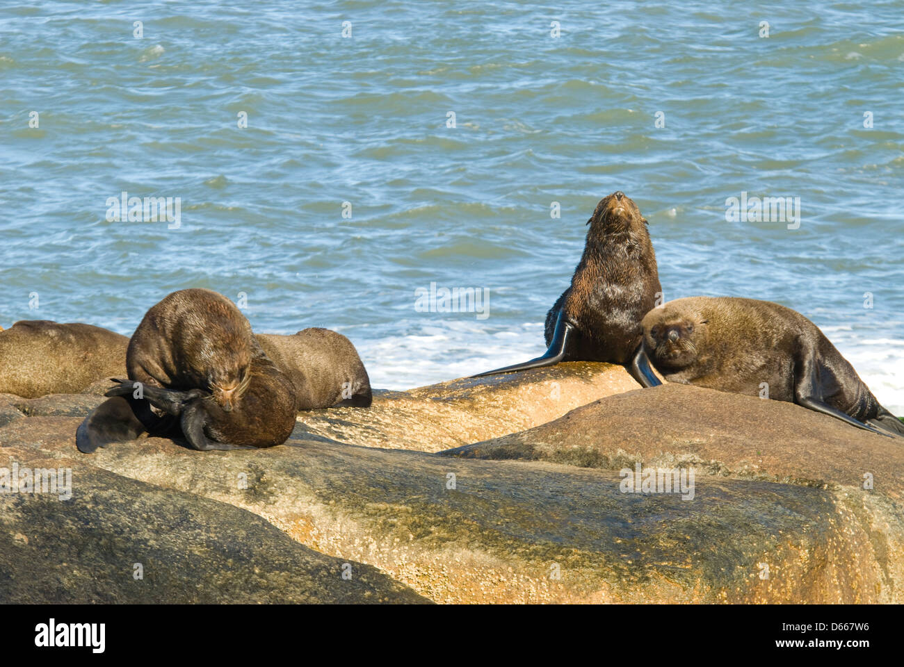 Lobos marinos del sur (Otaria flavescens) regodearse en las rocas en el Cabo Polonio en Rocha Uruguay Sudamérica Foto de stock