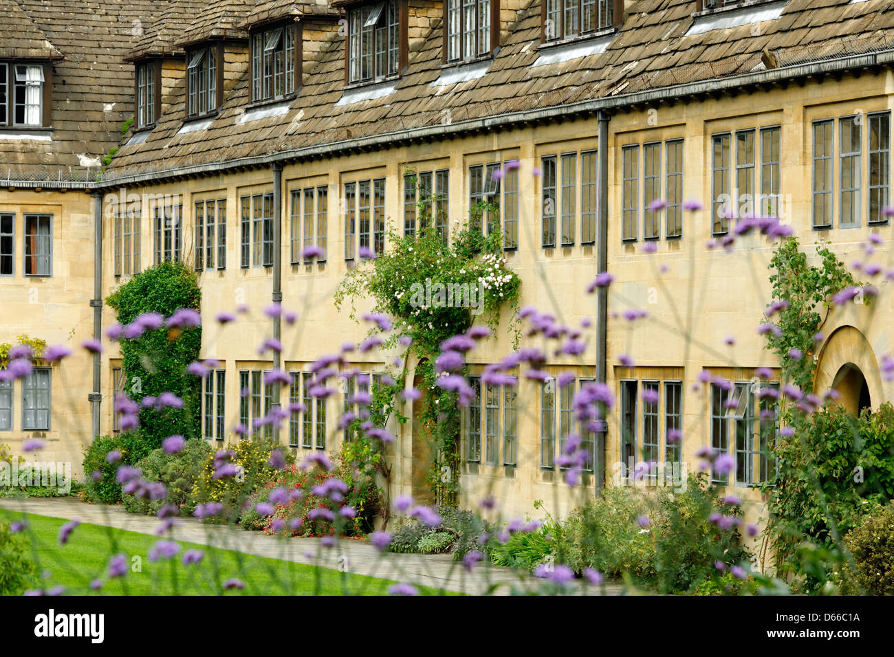 Verbena bonariensi en jardín Nuffield College, Universidad de Oxford Foto de stock