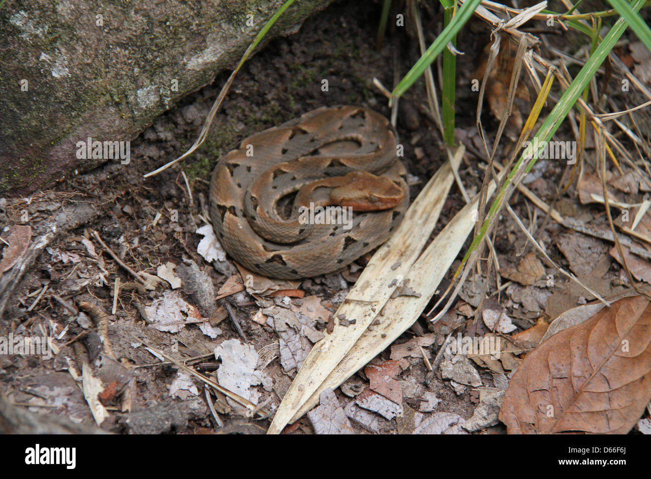 La Serpiente Jararaca bajo roca Foto de stock