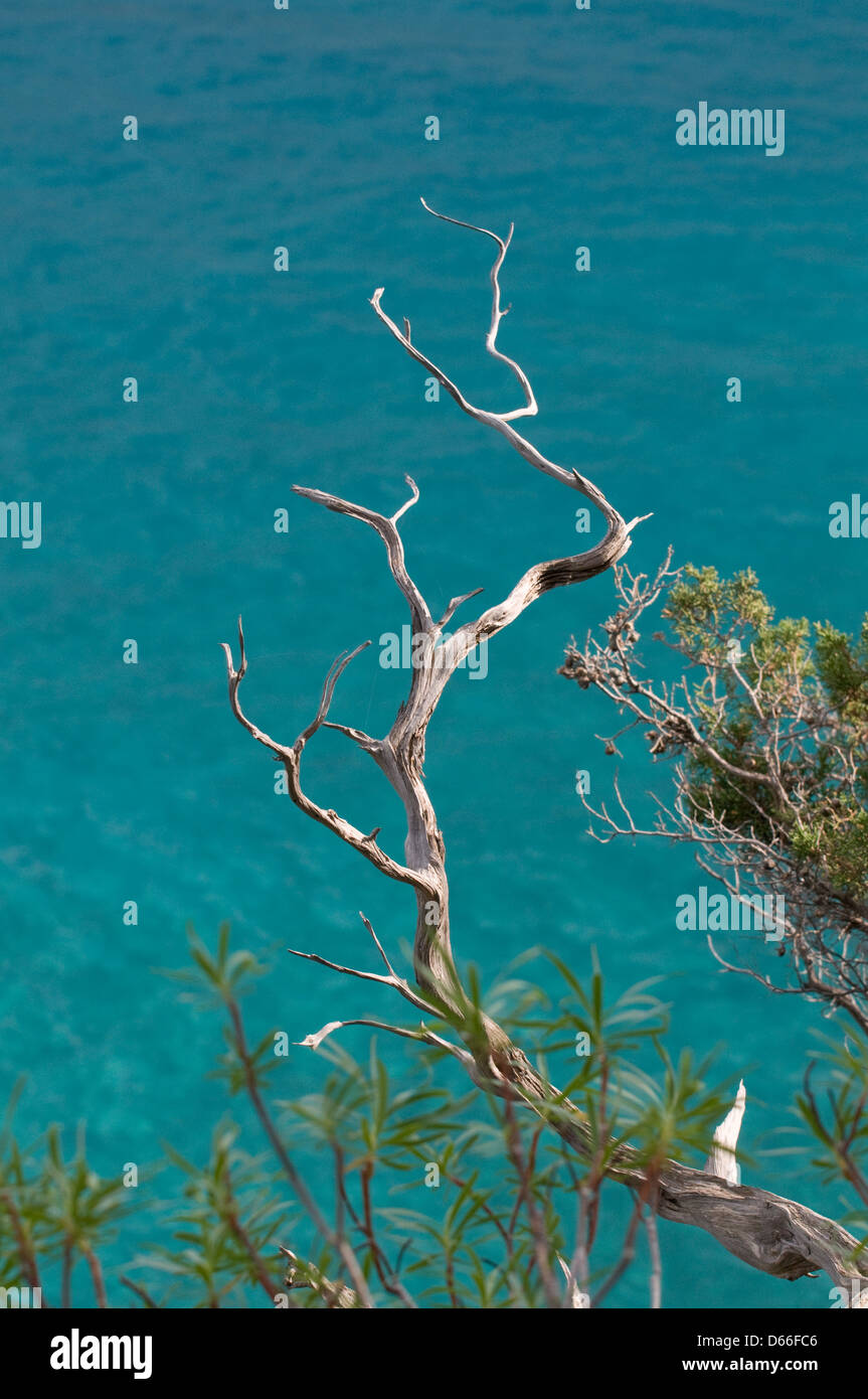 Juniper tree sobre el mar de aguas claras de la costa, cerca de la playa Cala Mariolu, Baunei, Orosei Golfo, Ogliastra, Cerdeña, Italia Foto de stock