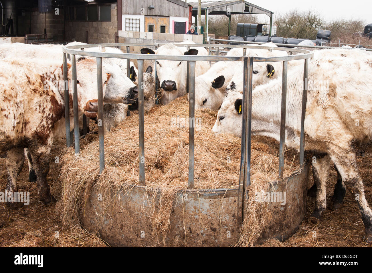 Granja Vowley , Royal Wootton Bassett , Wilts , británicos blancos blanco vacas vaca toro toros ganado en paddock comiendo del pesebre de heno Foto de stock
