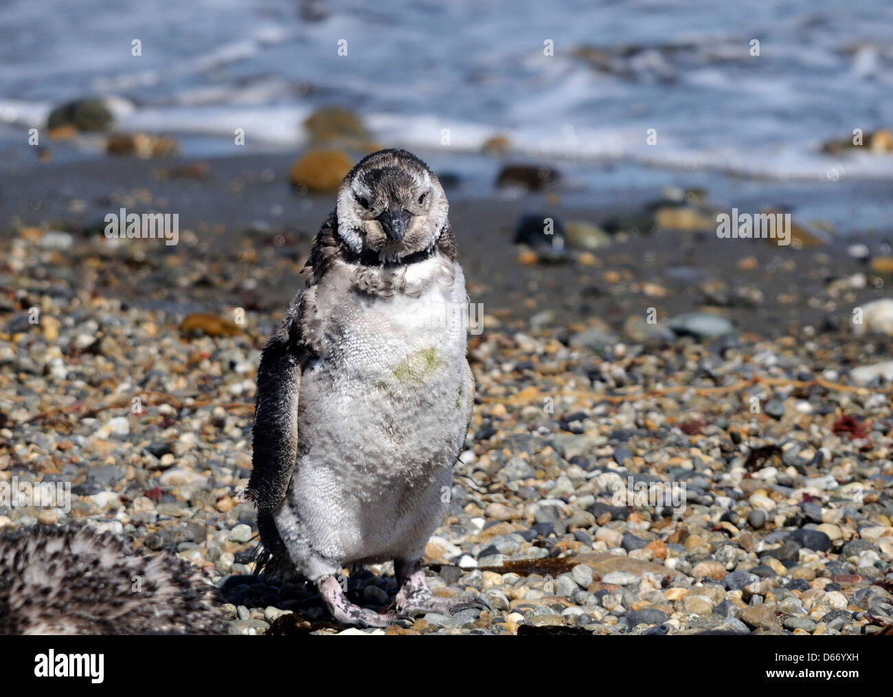Muy desaliñada muda juveniles de pingüinos de Magallanes (Spheniscus magellanicus) en la playa de la colonia de anidación en Otway Sound Foto de stock