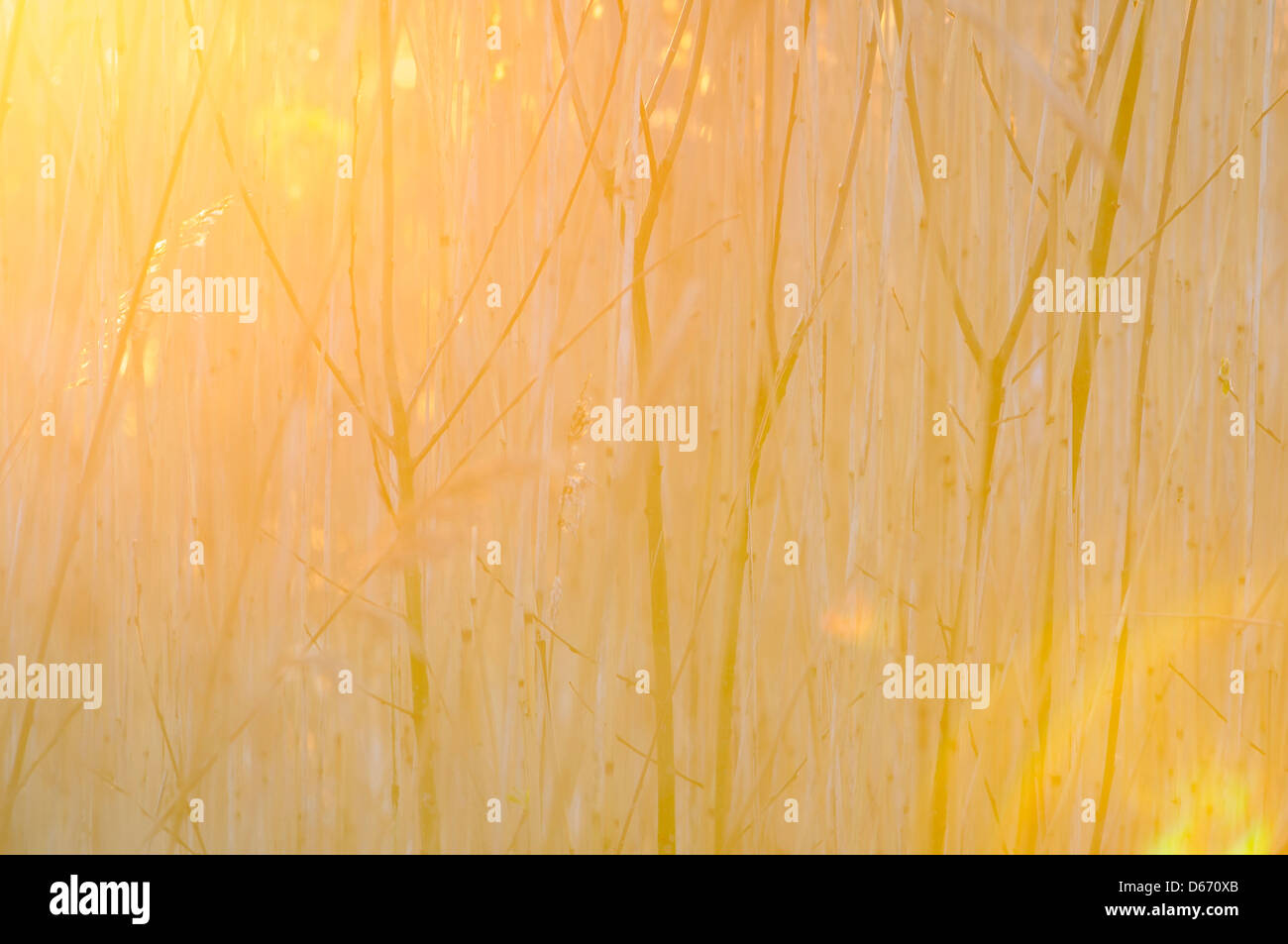 La luz del sol a través de los arbustos de sauce, Niedersachsen, Alemania Foto de stock