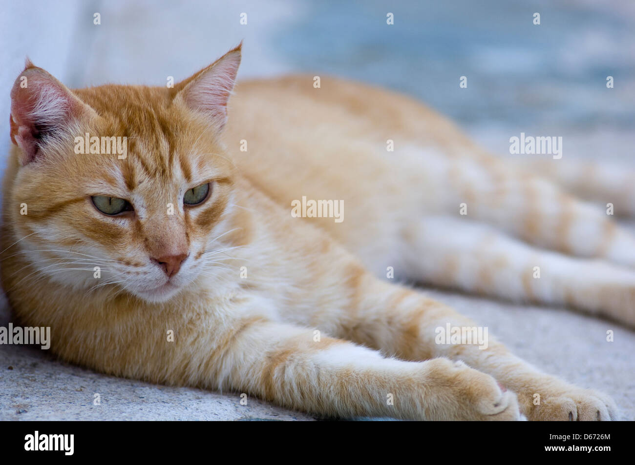 Jengibre perezoso gato tumbado al aire libre viendo algo Foto de stock