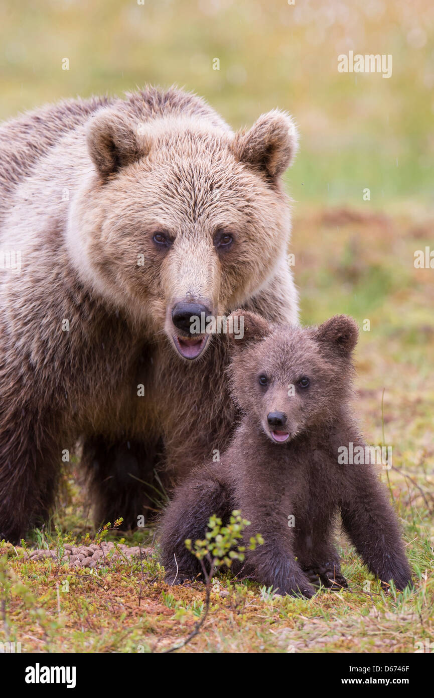 Oso pardo con menores, Ursus arctos, Finlandia Foto de stock