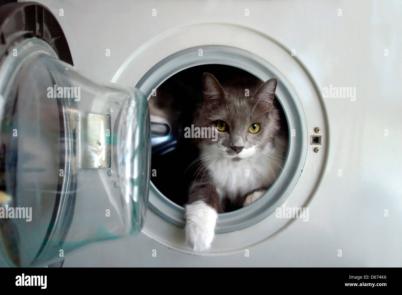 Gato en la lavadora, esperando su baño Fotografía de stock - Alamy