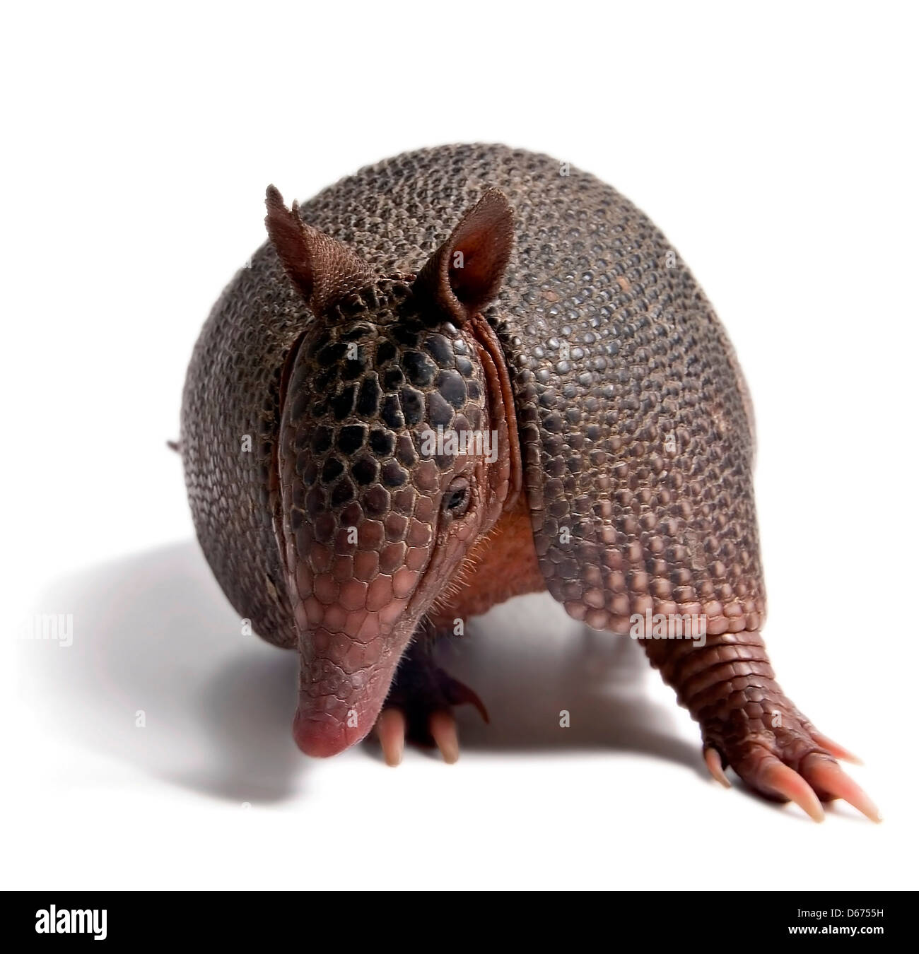 Mulita, armadillo de seis bandas, sobre fondo blanco Fotografía de stock Alamy