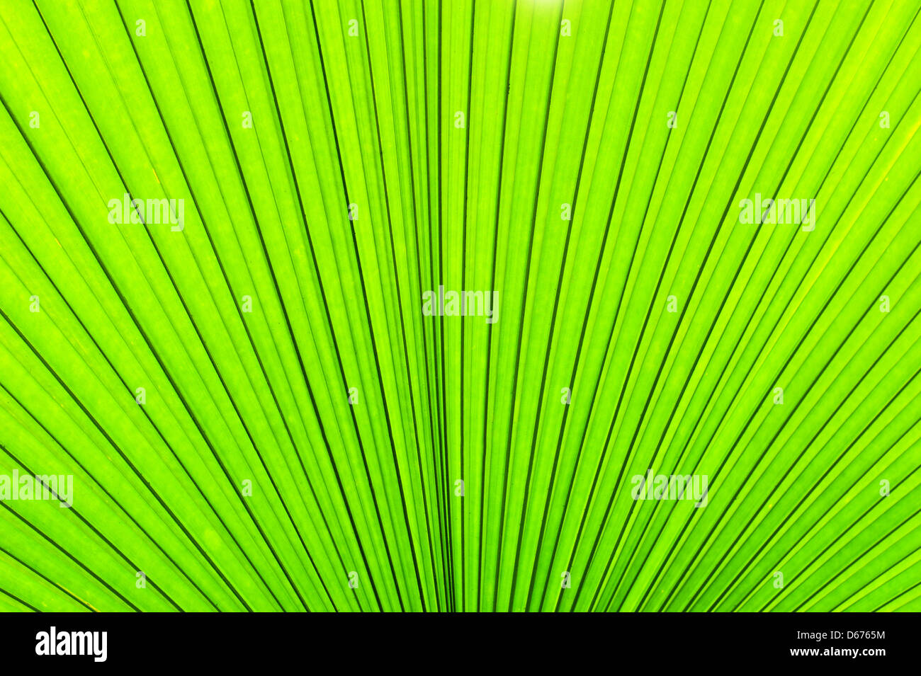 Textura verde de hojas de palmera. Antecedentes de la naturaleza Foto de stock
