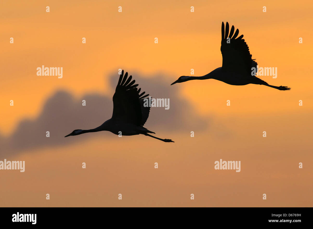 Grúas en el cielo, grus grus, Alemania Foto de stock