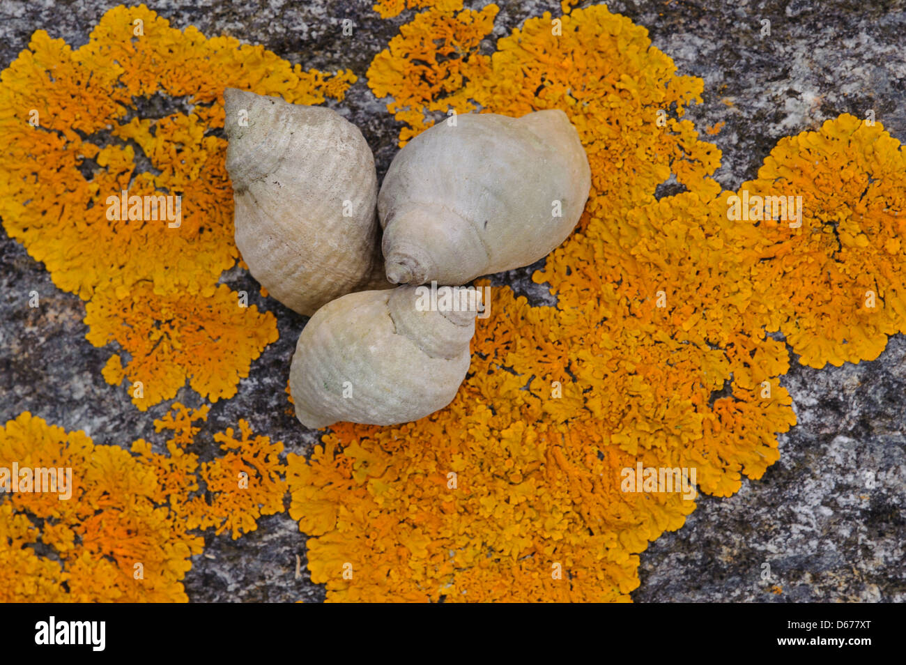 Los caracoles de mar (buccinidae) sobre una roca, Noruega Foto de stock