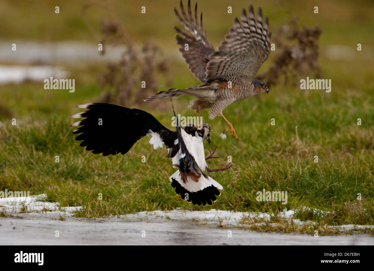 El Gavilán (Accipiter nisus) golpeando un lapwing (Vanellus vanellus) por encima de un helado de humedal. Foto de stock
