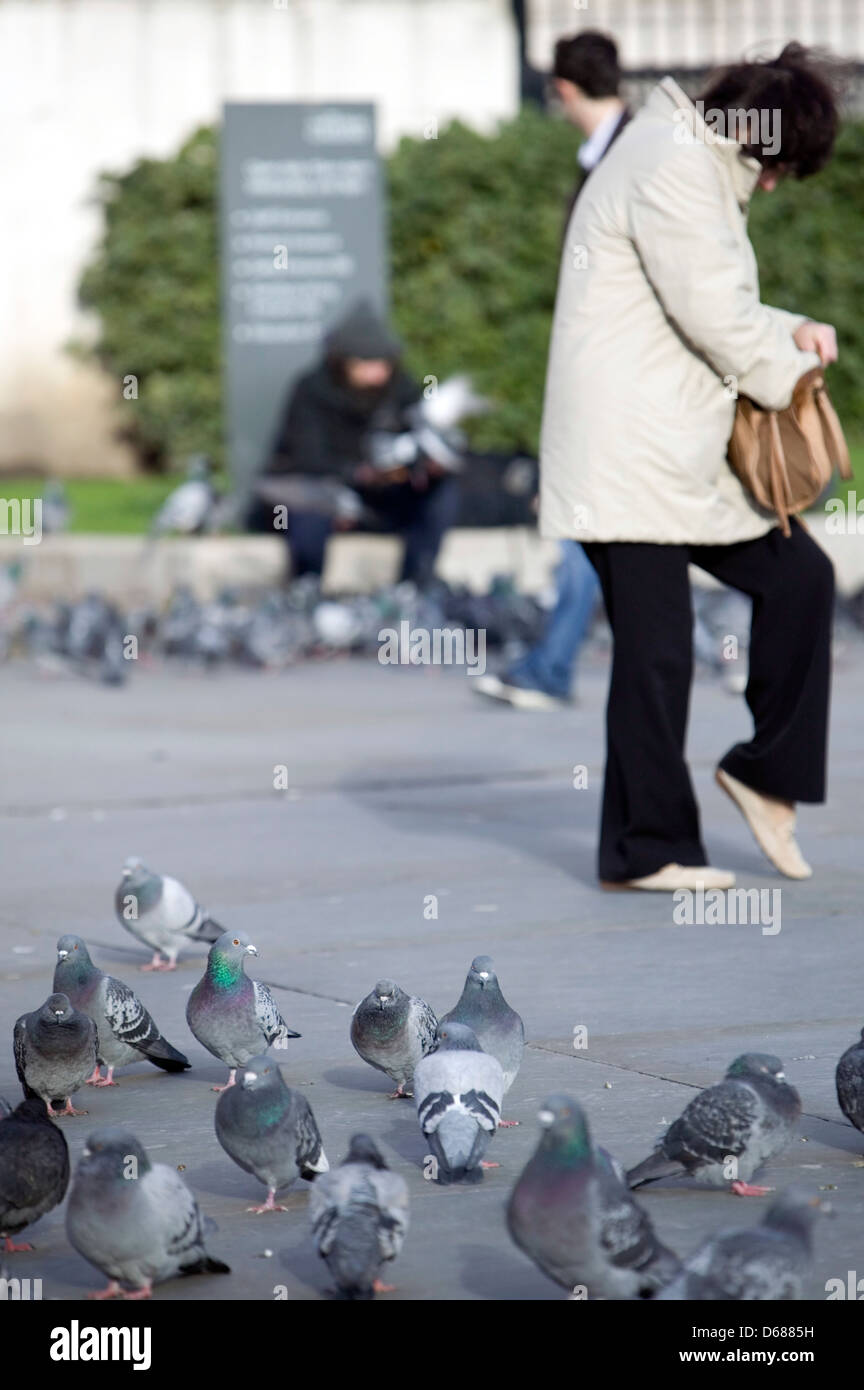 Palomas fuera de la Galería Nacional de Londres, Inglaterra, Reino Unido. Foto de stock