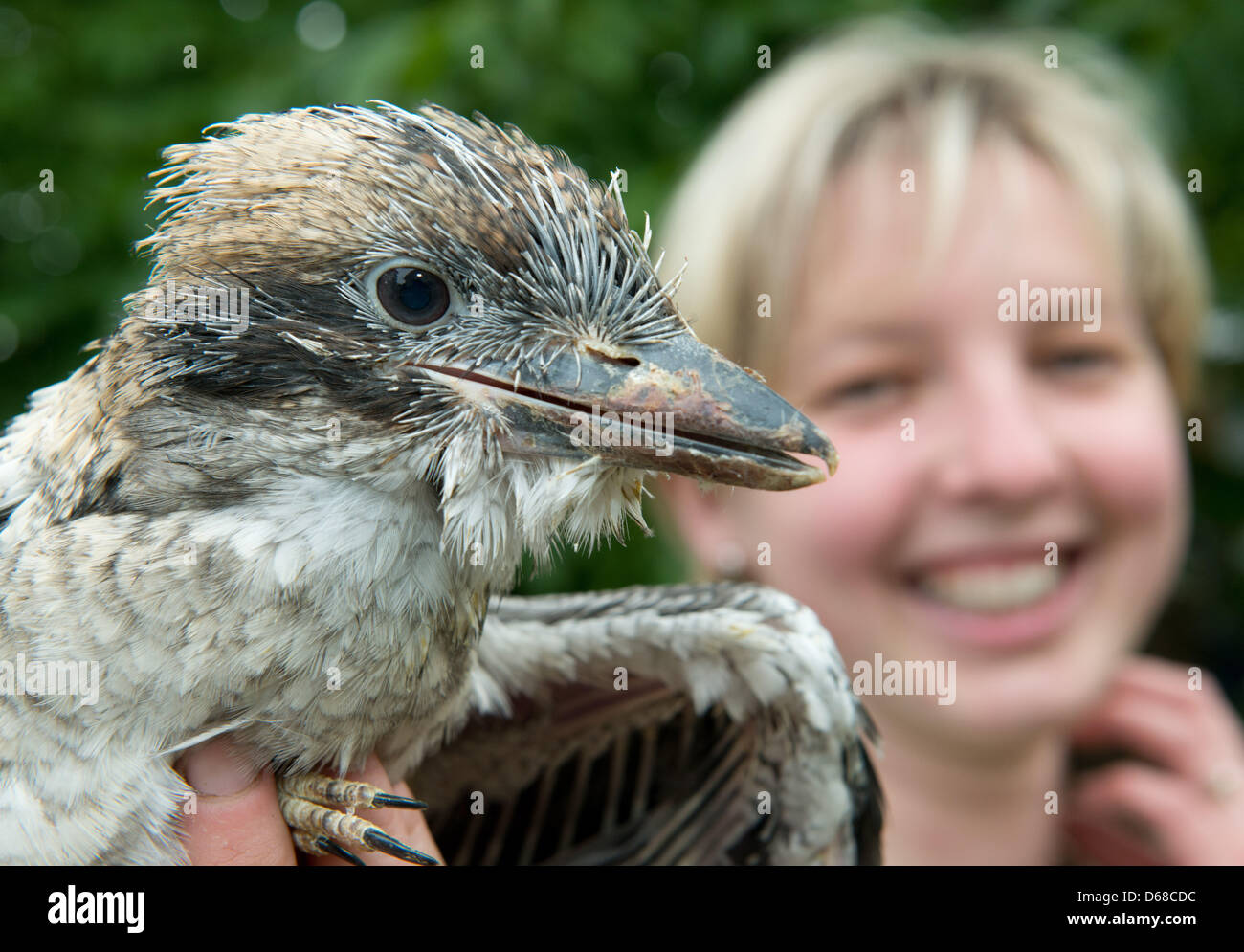 Zoo keeper Anja Herrmann presenta un joven Kookaburra durante una sesión fotográfica en el zoo de Stralsund, Alemania, 06 de julio de 2012. Tres kookaburras han urdido en el zoológico por primera vez. El zoológico de Stralsund, alberga actualmente a 800 animales en un área de 16 hectáreas. Foto: Stefan Sauer Foto de stock