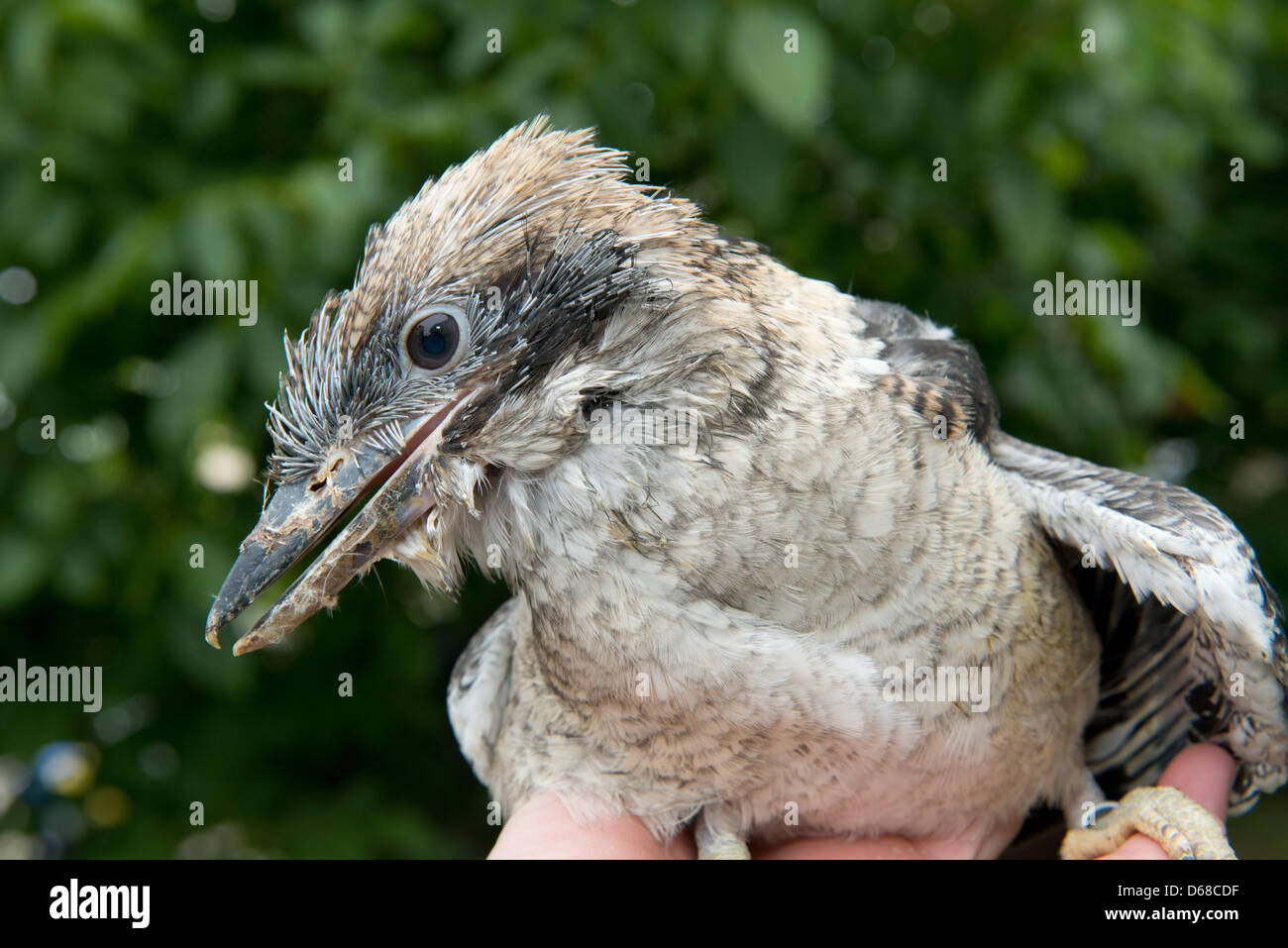 Un guardián del zoológico presenta una joven Kookaburra durante una sesión fotográfica en el zoo de Stralsund, Alemania, 06 de julio de 2012. Tres kookaburras han urdido en el zoológico por primera vez. El zoológico de Stralsund, alberga actualmente a 800 animales en un área de 16 hectáreas. Foto: Stefan Sauer Foto de stock