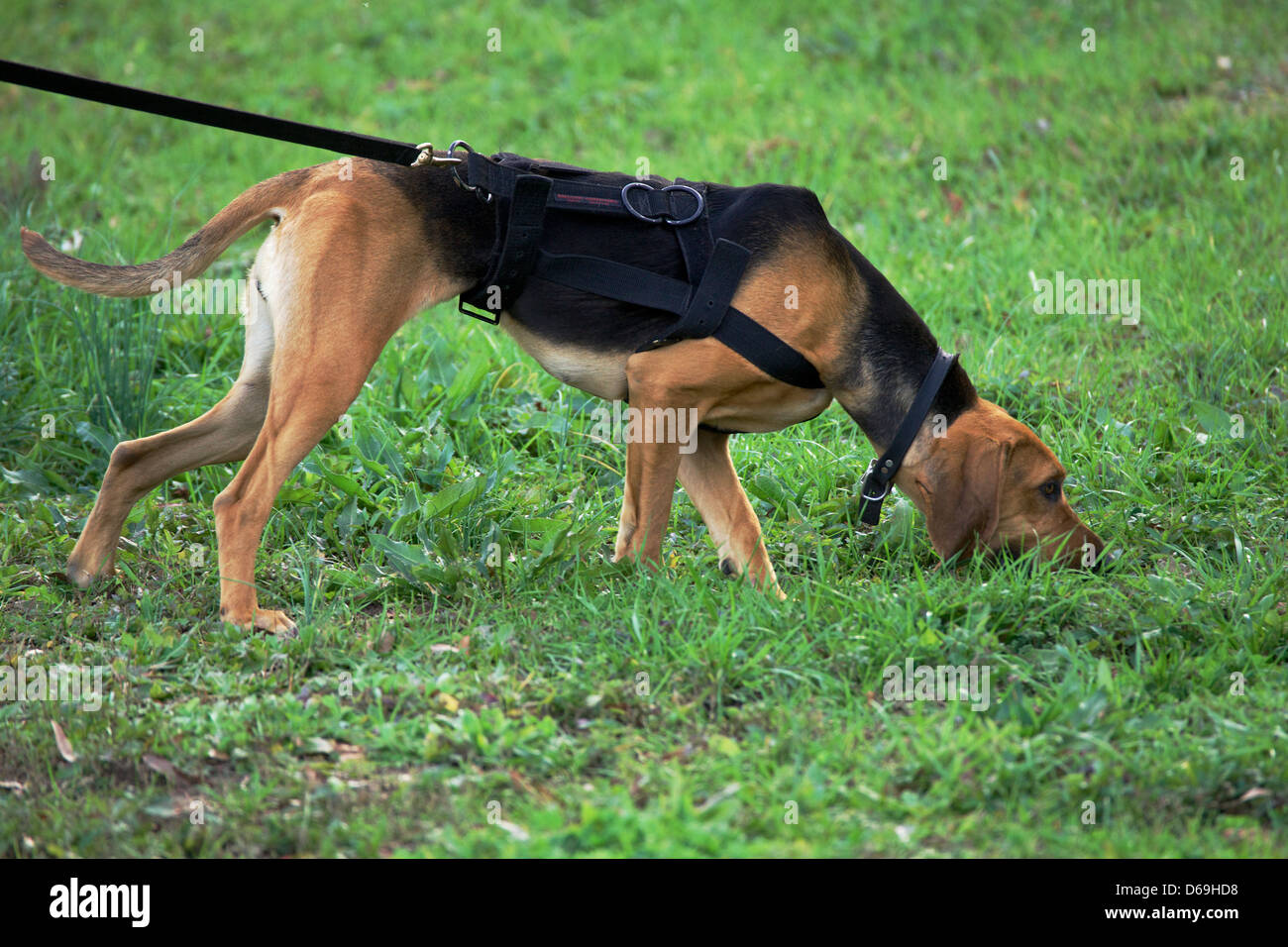 K9 de la policía, un perro sabueso, el seguimiento. Foto de stock