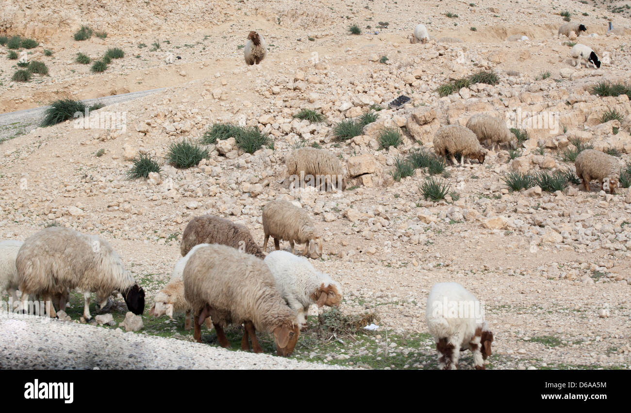 Oriente Medio desértico, con una RAM cuidar de su rebaño de ovejas, con  escasa vegetación en el paisaje seco Fotografía de stock - Alamy