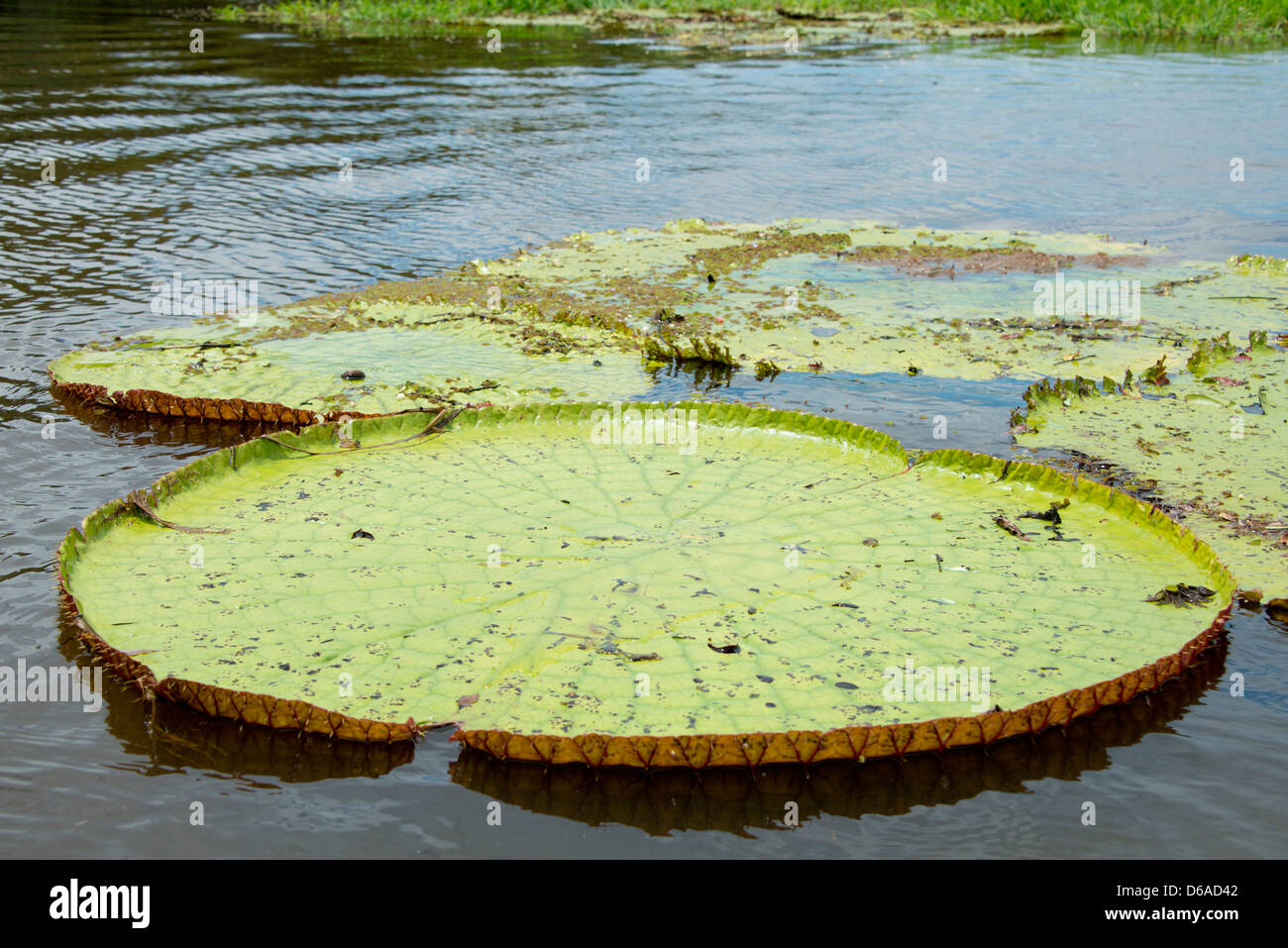 Amazonas gigante lirio de agua fotografías e imágenes de alta resolución -  Alamy