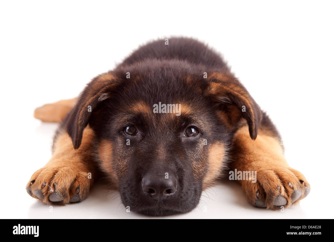 Bebé perro pastor alemán, aislado sobre un fondo blanco Fotografía de stock  - Alamy