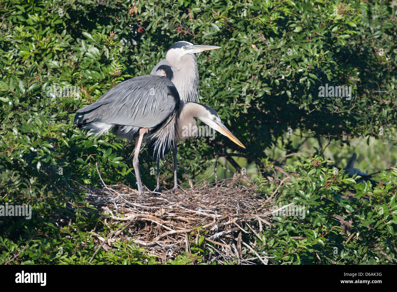 Great Blue Herons en Nest heron shorebird vadeo aves naturaleza vida silvestre medio ambiente Foto de stock